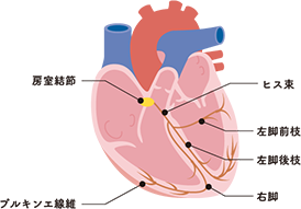 図4 心臓における刺激伝導系