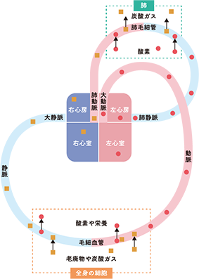 図2 体循環と肺循環のしくみ