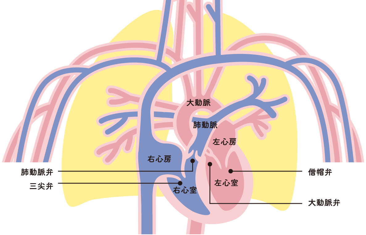 1 心臓はどのような働きをしているのか